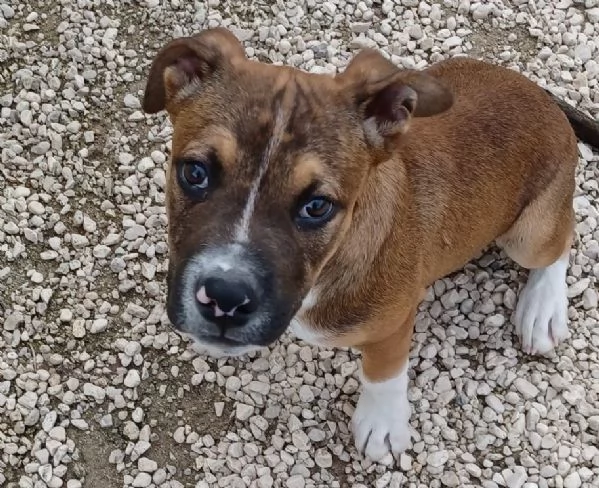 ADOTTA IL DOLCE CHOCO | Foto 3