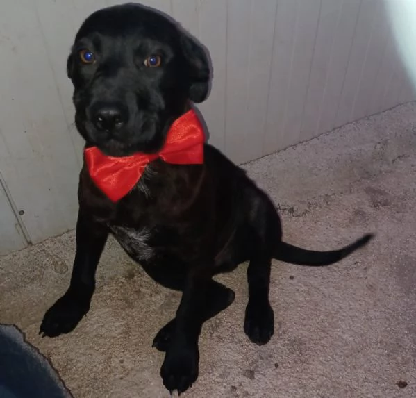 SIMON SIMIL LABRADORINO | Foto 3