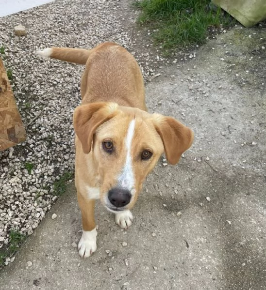 IL BELLISSIMO OLIVER | Foto 2