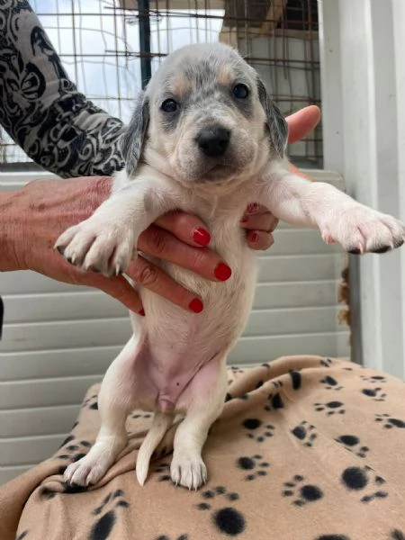 LA DOLCE SIRYA | Foto 5