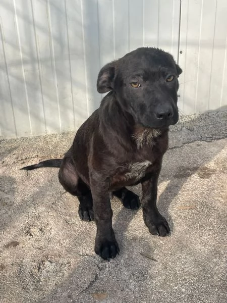 IL TENER SIMON | Foto 5