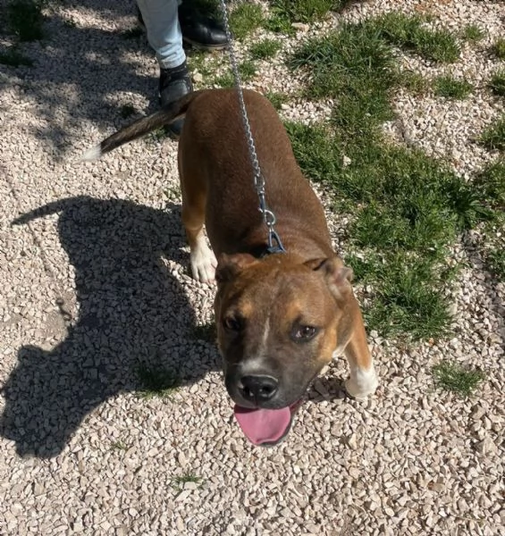 IL SIMPATICO CHOCO | Foto 0