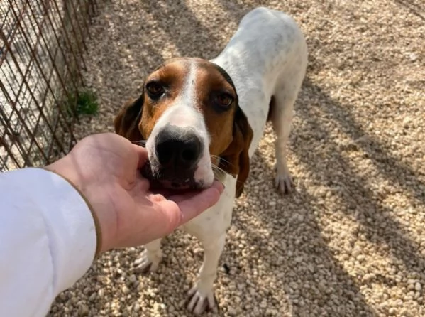 IL DOLCE LEONE | Foto 3