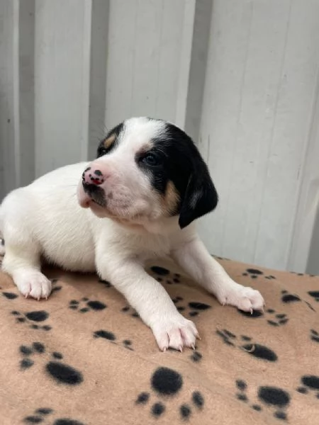 IL DOLCE LEONE | Foto 0