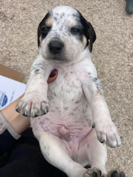 IL DOLCE COSMO | Foto 4