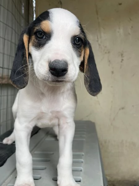 LA DOLCE SELENE | Foto 4