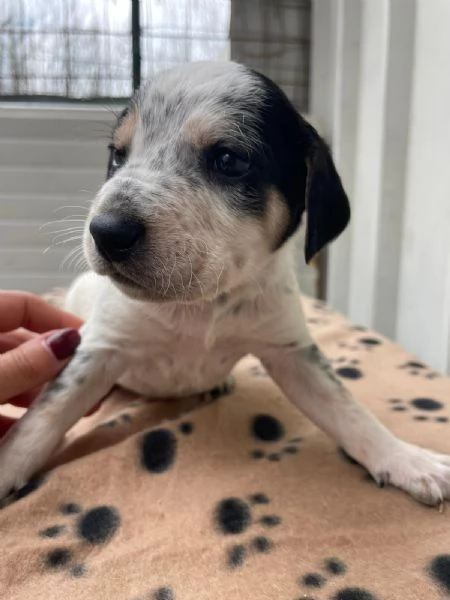 IL DOLCE COSMO | Foto 3