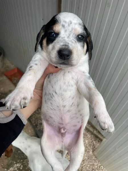 IL DOLCE COSMO | Foto 1