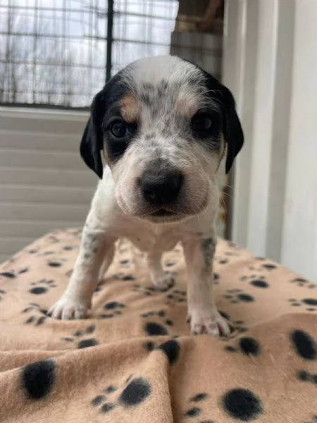 IL DOLCE COSMO | Foto 0