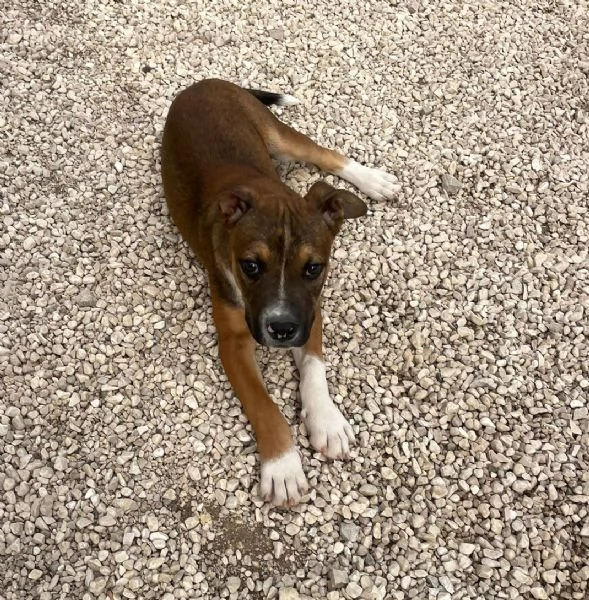 IL TENERO CHOCO | Foto 5