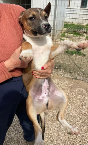 IL TENERO CHOCO | Foto 3