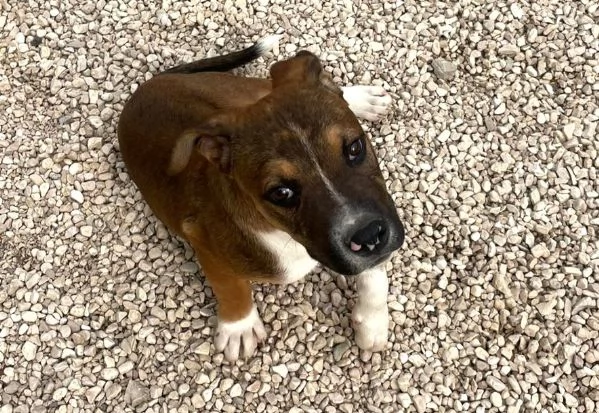 IL TENERO CHOCO | Foto 2