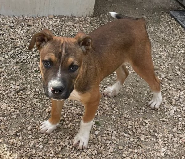 IL TENERO CHOCO | Foto 0