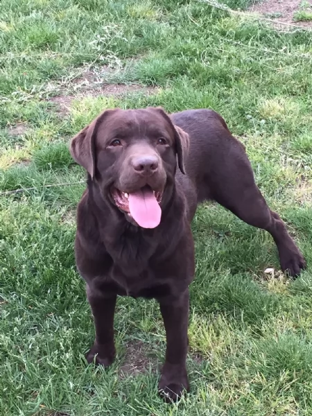 cuccioli di labrador neri | Foto 4