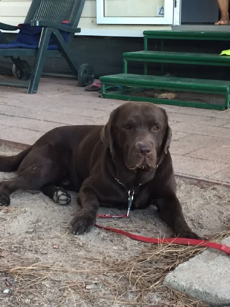 cuccioli di labrador neri | Foto 3