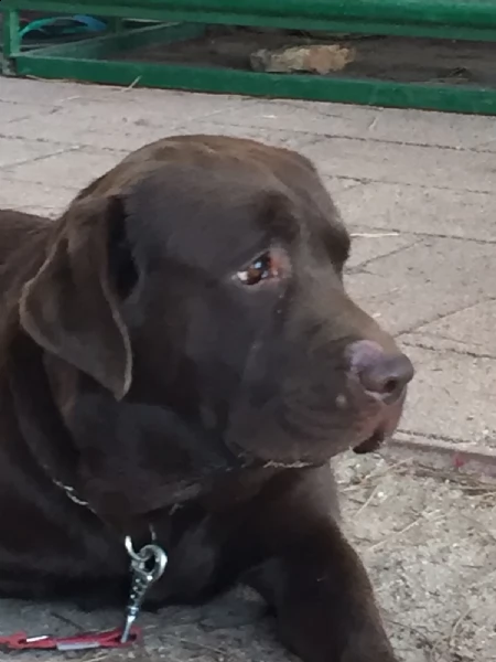 cuccioli di labrador neri | Foto 1