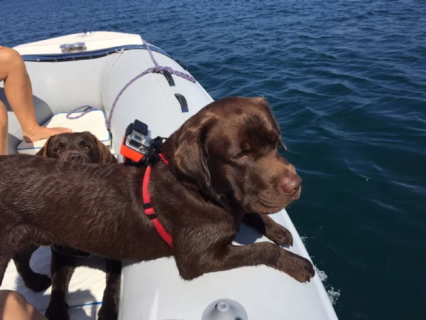 cuccioli di labrador neri | Foto 0