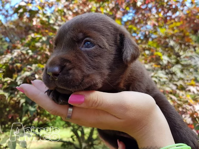 cuccioli di labrador retriever 