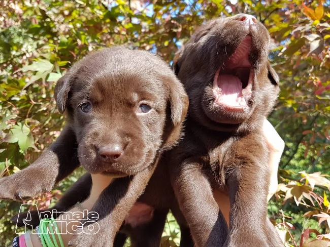 cuccioli di labrador retriever  | Foto 4