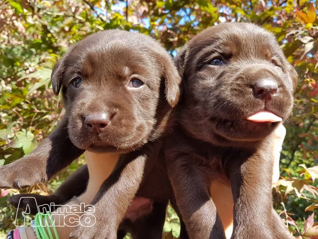 cuccioli di labrador retriever  | Foto 3