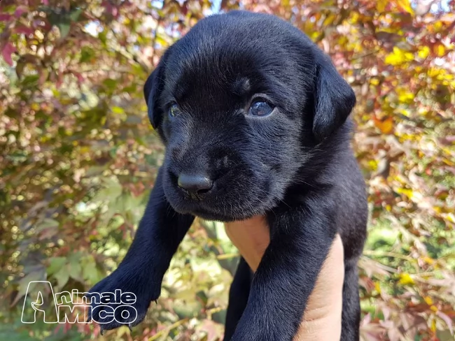 cuccioli di labrador retriever  | Foto 2