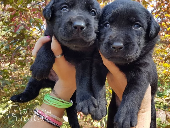 cuccioli di labrador retriever  | Foto 1