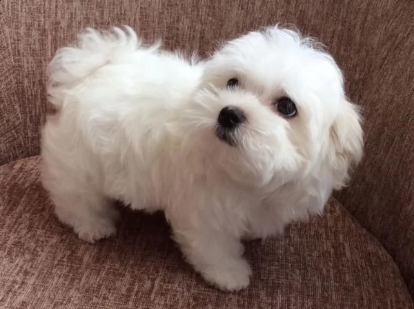 cucciolo maltese per amorevole a casa | Foto 1