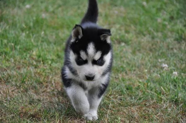 splendido husky siberiano cerca casa per sempre | Foto 2