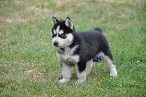 splendido husky siberiano cerca casa per sempre | Foto 0