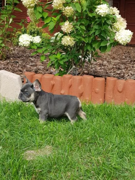  3 cuccioli di bouledogue francese alta genealogia | Foto 2