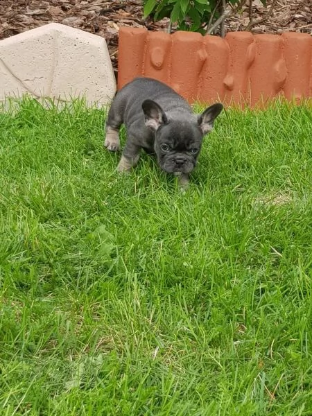  3 cuccioli di bouledogue francese alta genealogia | Foto 1