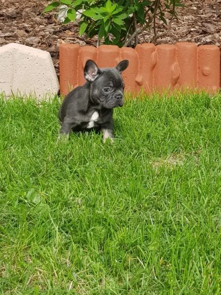  3 cuccioli di bouledogue francese alta genealogia | Foto 0