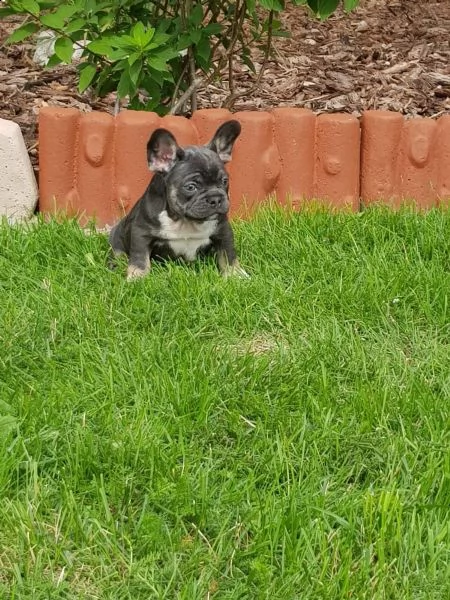  3 cuccioli di bouledogue francese alta genealogia