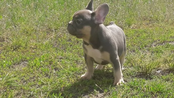 bouledogue francese italiani blu occhi azzurri | Foto 1