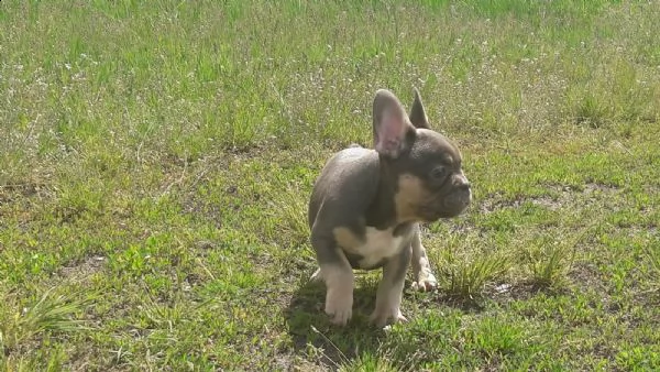 bouledogue francese italiani blu occhi azzurri | Foto 0