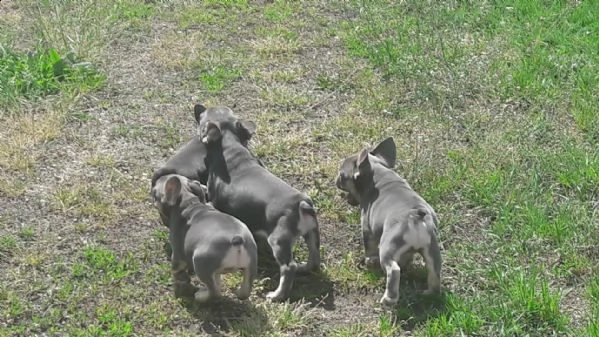 bouledogue francese italiani blu occhi azzurri