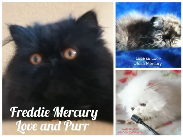Exotic shorthair e persiani  | Foto 0