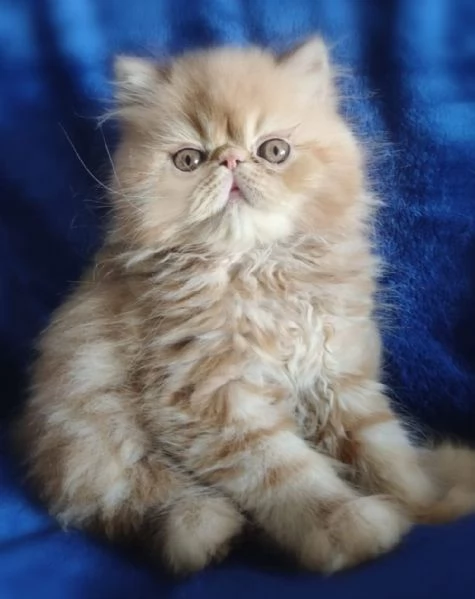 Exotic shorthair e persiani 