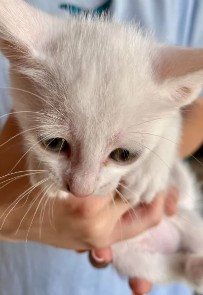 Splendidi gattini | Foto 4