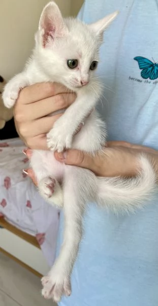 Splendidi gattini | Foto 3