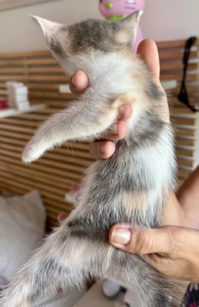 Splendidi gattini | Foto 2