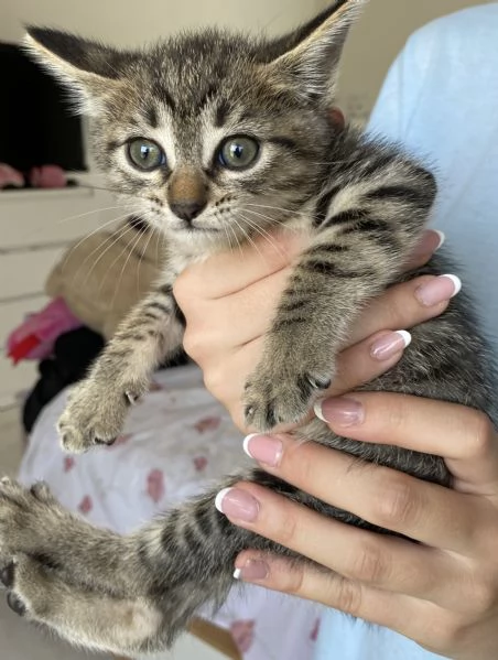 Splendidi gattini | Foto 1