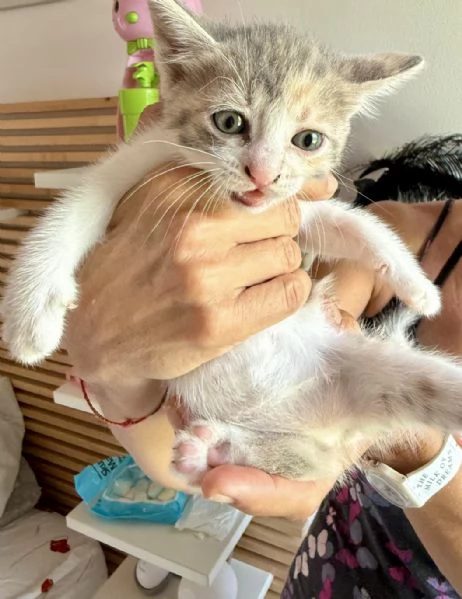 Splendidi gattini | Foto 0