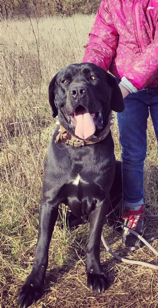 CANE CORSO TRADIZIONALE | Foto 5