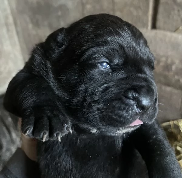 CANE CORSO TRADIZIONALE | Foto 4