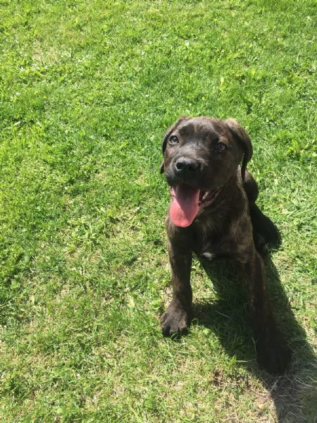 CANE CORSO TRADIZIONALE | Foto 3