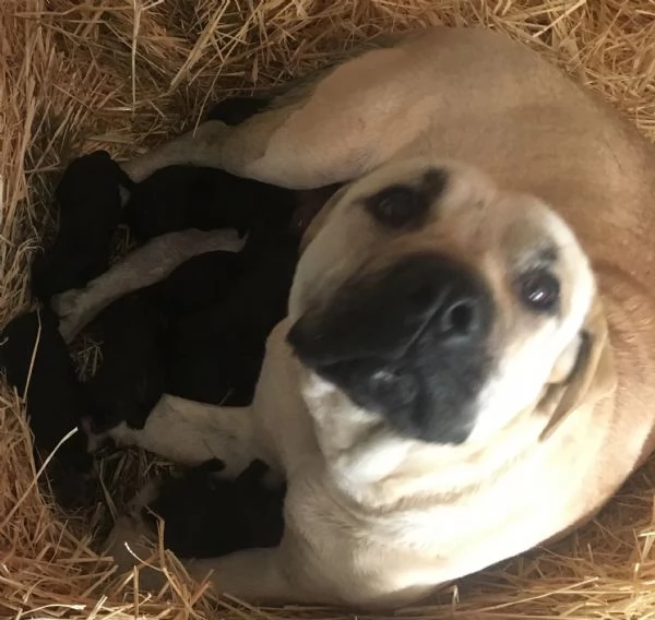 CANE CORSO TRADIZIONALE