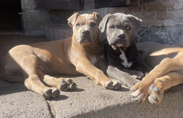 CANE CORSO TRADIZIONALE | Foto 1