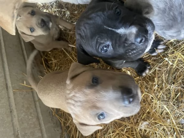 CANE CORSO TRADIZIONALE | Foto 0