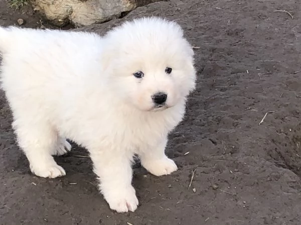 PASTORE MAREMMANO ABRUZZESE | Foto 6